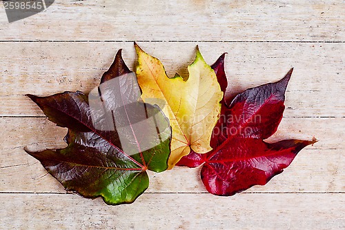 Image of three autumn leaves