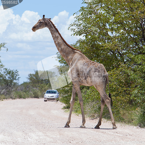 Image of Giraffe in Etosha, Namibia