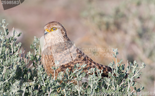 Image of Greater kestrel (Falco rupicoloides) 