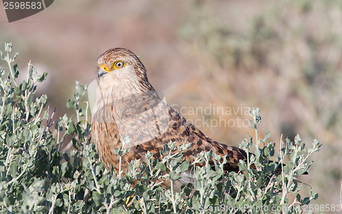 Image of Greater kestrel (Falco rupicoloides) 