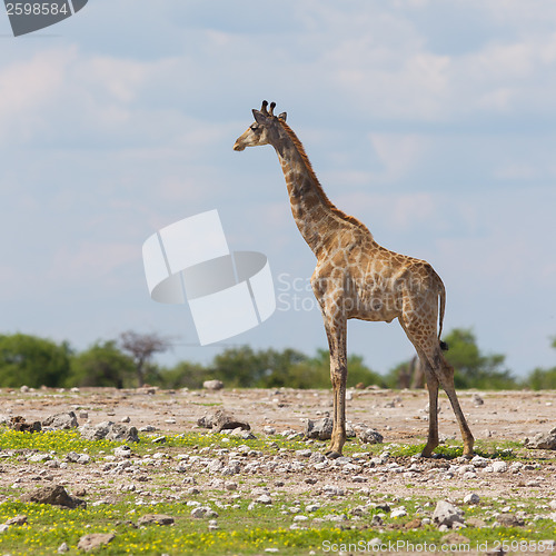 Image of Giraffe in Etosha, Namibia