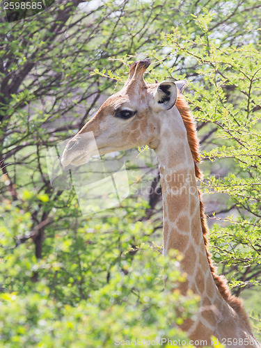 Image of Giraffe in Etosha, Namibia