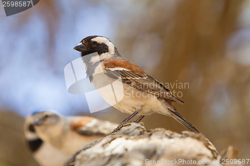 Image of Cape Sparrow (Passer melanurus)