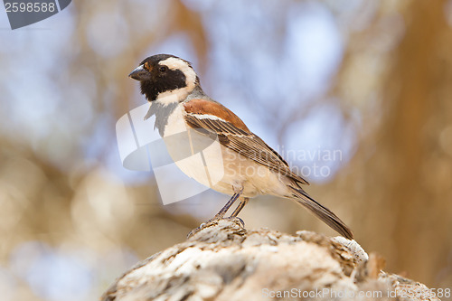 Image of Cape Sparrow (Passer melanurus)