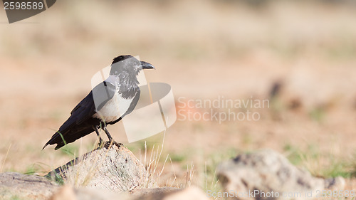 Image of Pied crow (corvus albus)