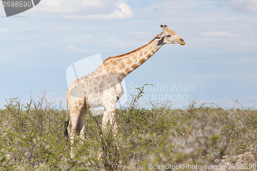 Image of Giraffe in Etosha, Namibia