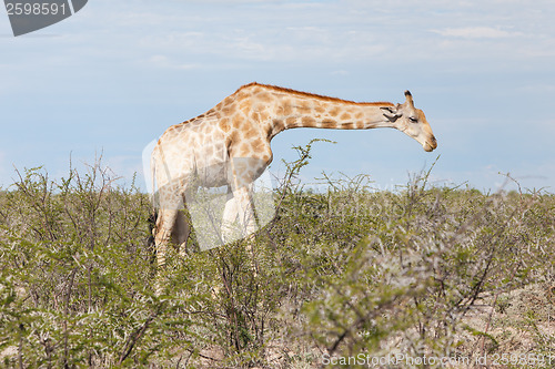 Image of Giraffe in Etosha, Namibia