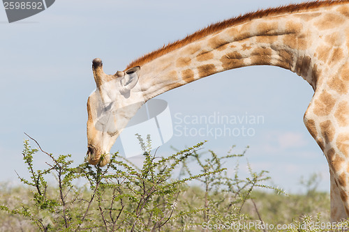 Image of Giraffe in Etosha, Namibia