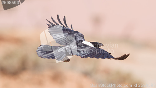 Image of Pied crow (corvus albus)