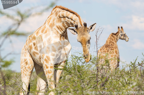 Image of Giraffe in Etosha, Namibia