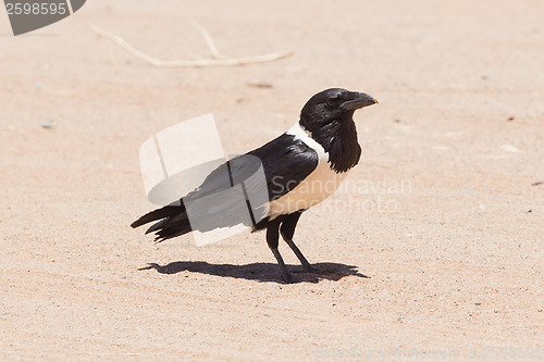 Image of Pied crow (corvus albus)