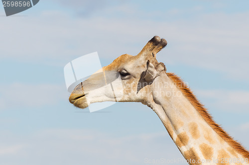 Image of Giraffe in Etosha, Namibia