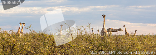 Image of Group of giraffes in Etosha, Namibia