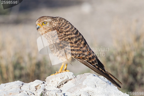 Image of Greater kestrel (Falco rupicoloides) 