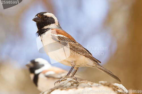 Image of Cape Sparrow (Passer melanurus)