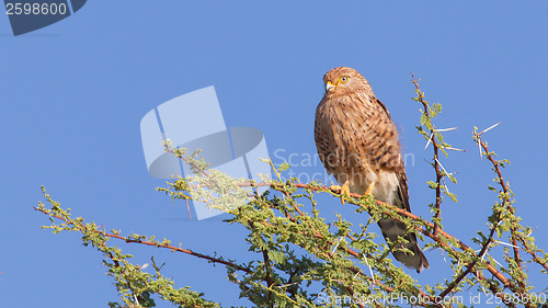 Image of Greater kestrel (Falco rupicoloides) 