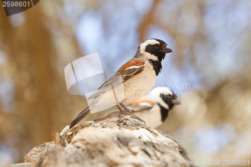 Image of Cape Sparrow (Passer melanurus)