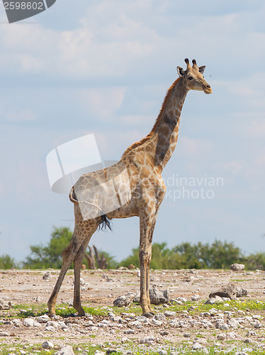 Image of Giraffe in Etosha, Namibia