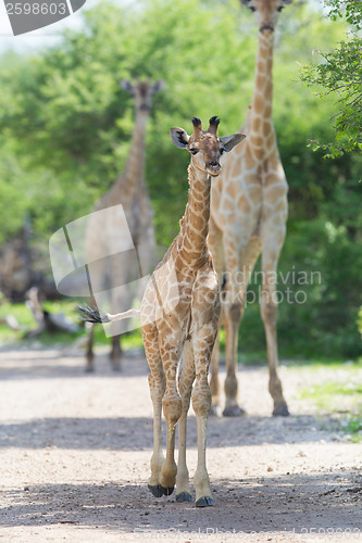 Image of Young giraffe in Etosha, Namibia