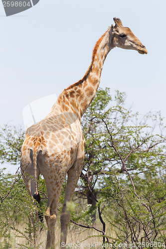 Image of Giraffe in Etosha, Namibia