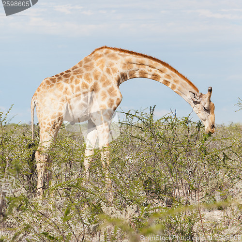 Image of Giraffe in Etosha, Namibia