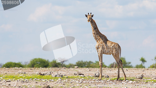 Image of Giraffe in Etosha, Namibia