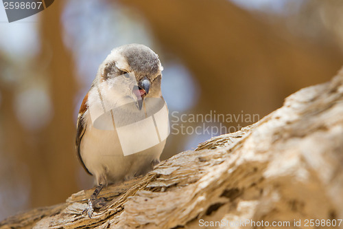 Image of Young Cape Sparrow (Passer melanurus)