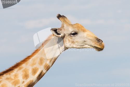 Image of Giraffe in Etosha, Namibia