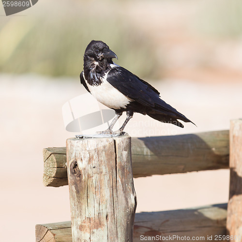 Image of Pied crow (corvus albus)