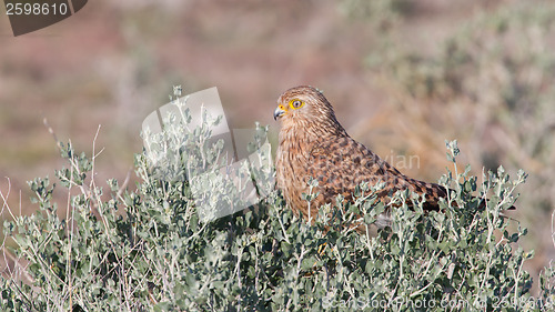 Image of Greater kestrel (Falco rupicoloides) 