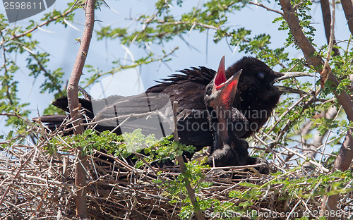 Image of Cape crow (Corvus capensis)