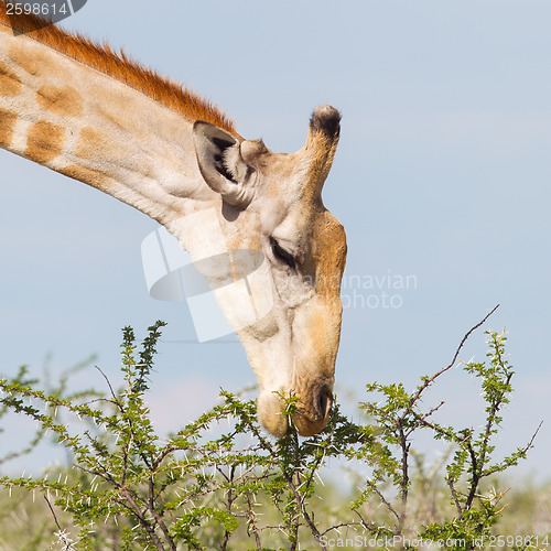 Image of Giraffe in Etosha, Namibia