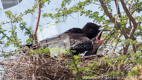 Image of Cape crow (Corvus capensis)