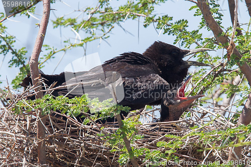 Image of Cape crow (Corvus capensis)