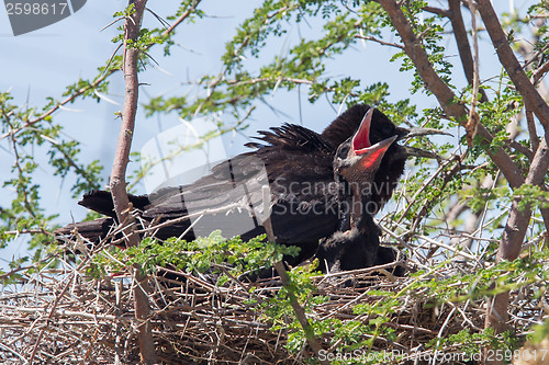 Image of Cape crow (Corvus capensis)