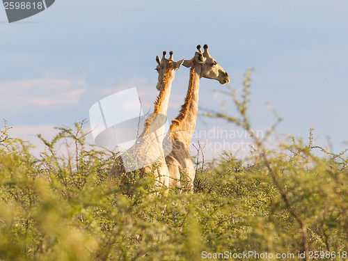 Image of Giraffes in Etosha, Namibia