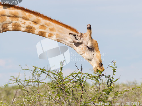 Image of Giraffe in Etosha, Namibia