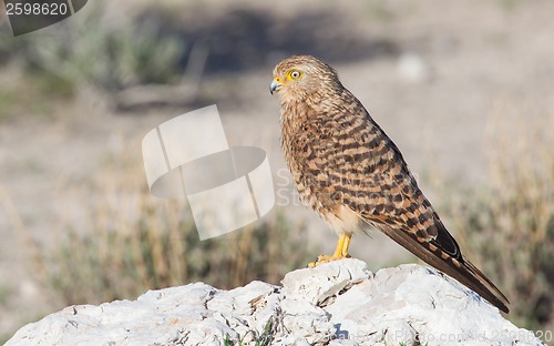 Image of Greater kestrel (Falco rupicoloides) 