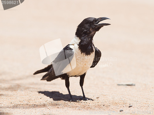 Image of Pied crow (corvus albus)