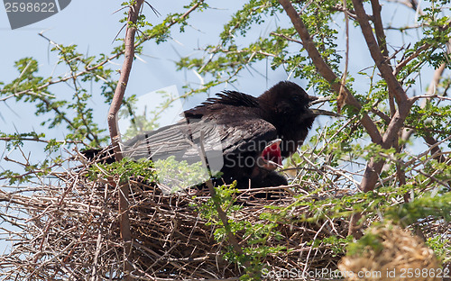 Image of Cape crow (Corvus capensis)