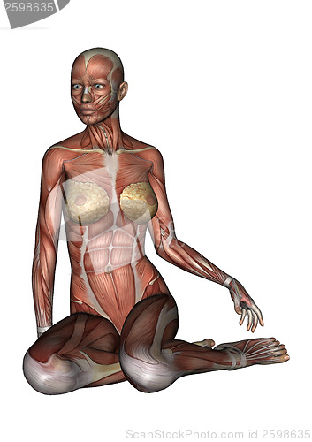 Image of Female Anatomy Figure