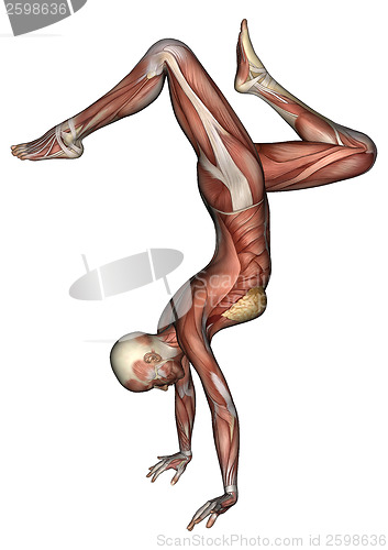 Image of Female Anatomy Figure