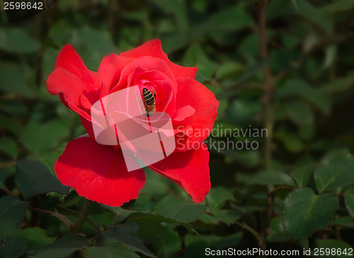 Image of Bee gathers honey in the centre of a big red rose.
