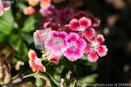 Image of Sweet William I think