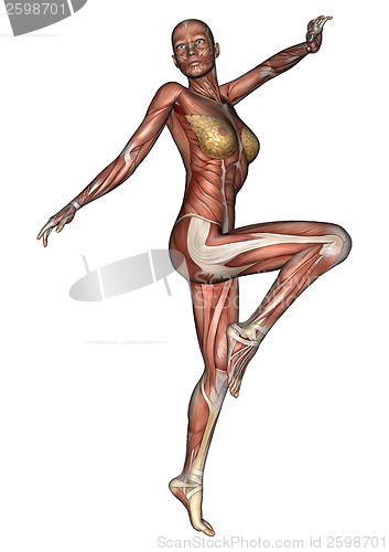 Image of Female Anatomy Figure