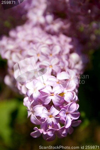 Image of Spring Blossoms