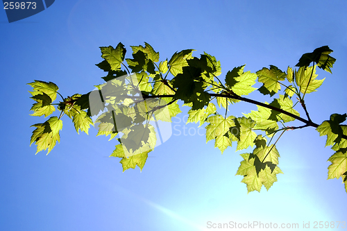 Image of Reflective Maple Branch