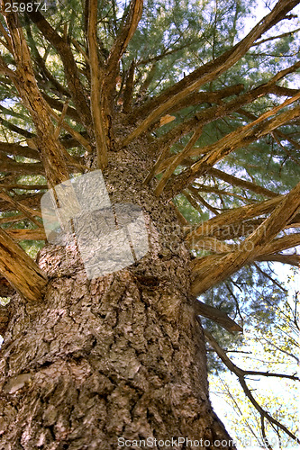 Image of Old Pine tree