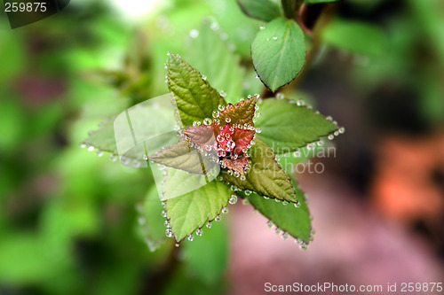 Image of Jeweled Leaf