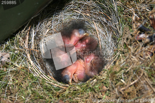 Image of Young bird